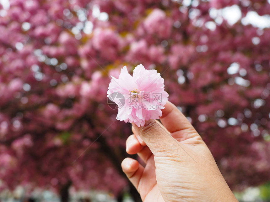 女生手里拿着一个樱花图片