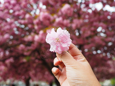 女生手里拿着一个樱花背景图片