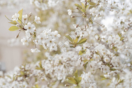 白色樱花枝条图片