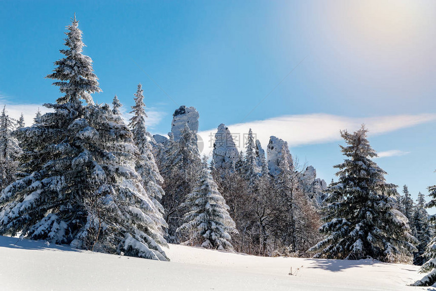 乌拉尔山脉冬季积雪覆盖的树木图片