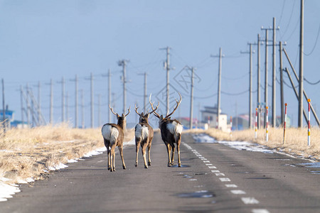 日本北海道冬季的雄鹿图片
