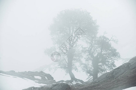 雾中的树影图片