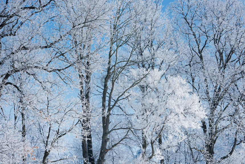 美国密歇根州密歇根农村地区霜冻树图片