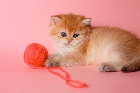 小猫金色龙猫英国粉红色背景与球图片