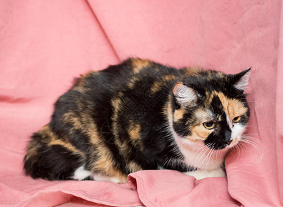 粉红背景的三色猫兽医图片