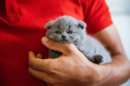 拿着婴儿苏格兰折耳猫灰色小猫的年轻人一只可爱美丽蓬松的灰色苏格兰图片