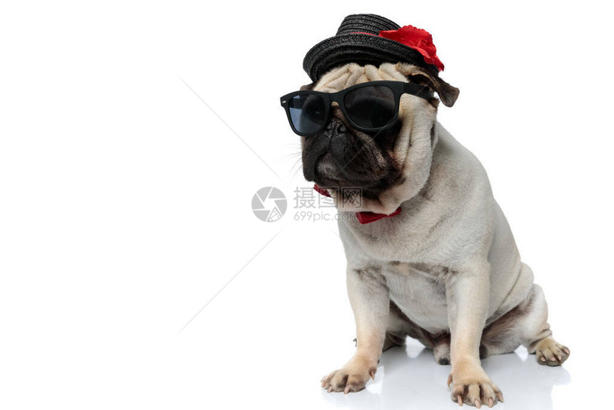 戴着帽子太阳镜和领带的神秘小狗图片
