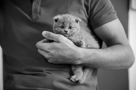 拿着婴儿苏格兰折耳猫灰色小猫的年轻人一只可爱美丽蓬松的灰色苏格兰背景图片