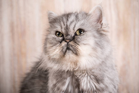 毛茸茸的灰色波斯猫图片