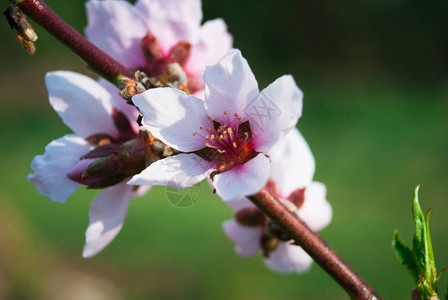 枝条上粉色花蕊的白樱图片