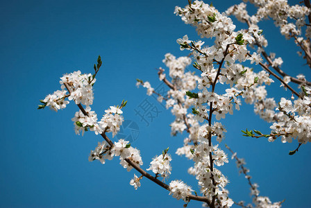 美丽绽放的白色樱花花枝图片