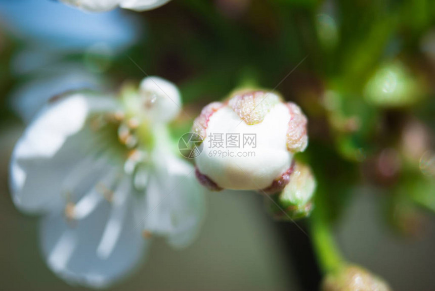 白色樱花花苞特写图片