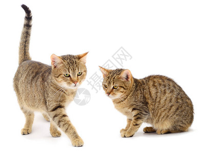 白色背景上的两只棕色家猫背景图片