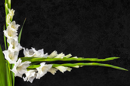 上方的Gladioli花朵服从或死图片