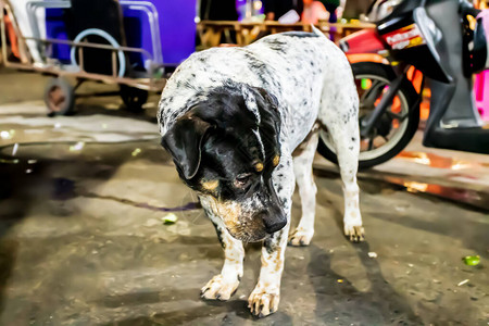 一只流浪的黑白狗在曼谷夜图片
