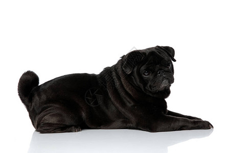 一个可爱的黑人小狗一边仰望着摄影机躺在白色工作室背景上一图片