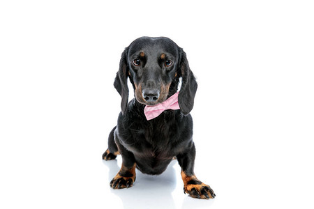 穿着黑色毛皮和粉色领结的Teckel小狗图片
