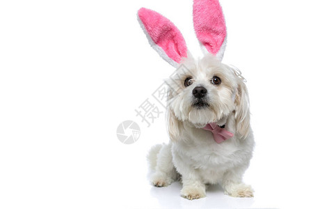 穿着粉红兔子耳朵和弓领的小野狗图片