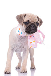 穿着粉红围巾的可爱小狗仰望着侧面孤立背景图片