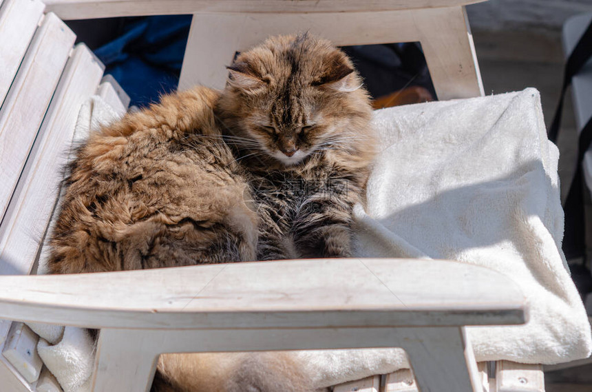 棕色毛猫躺在白椅子上图片