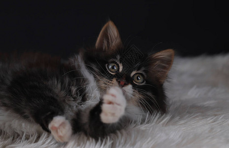 黑色白色的可爱小猫图片