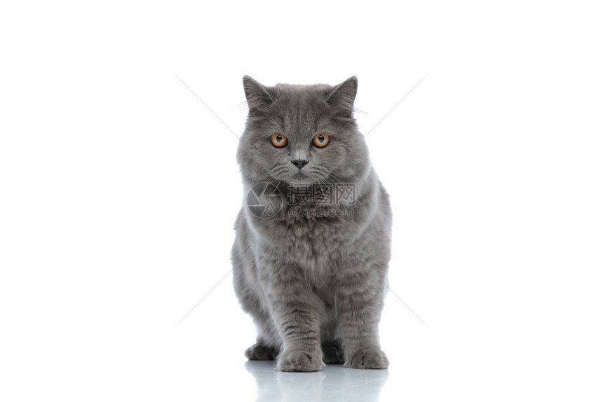 灰色毛皮的英国长毛猫坐在白色工作室背景下图片
