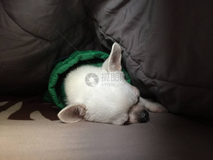 可爱昏欲睡的吉娃狗正在卧室的床上睡觉或打盹图片