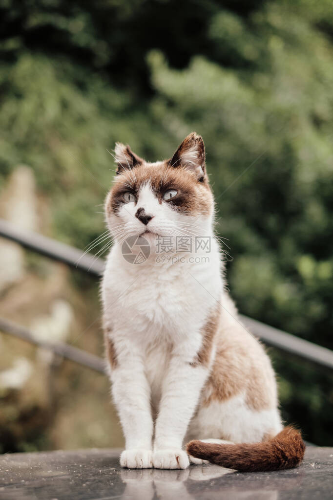 可爱的三色猫坐着的肖像图片