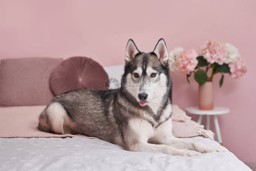 粉红色室内床上的哈士奇狗动物的酒店概念兽医诊所动物日历模板与狗的贺卡动物收容所给孩子的礼物图片
