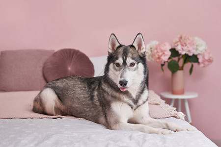 粉红色室内床上的哈士奇狗动物的酒店概念兽医诊所动物日历模板与狗的贺卡动物收容所给孩子的礼物背景图片