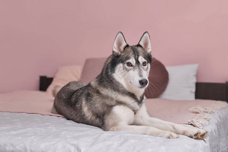 粉红色室内床上的哈士奇狗动物的酒店概念兽医诊所动物日历模板与狗的贺卡动物收容所给孩子的礼物背景图片