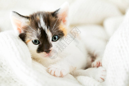 用白色羊毛毯子盖的小三色小猫图片