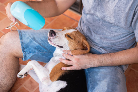 可爱的小狗猎犬和他的主人玩耍图片