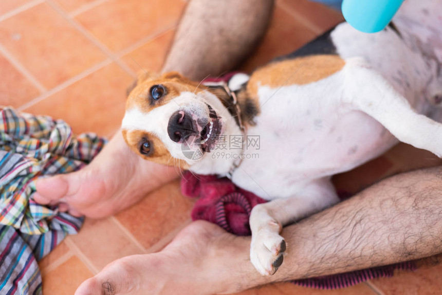 可爱的小狗猎犬和他的主人玩耍图片