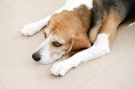 Beagle狗躺在地板上因图片