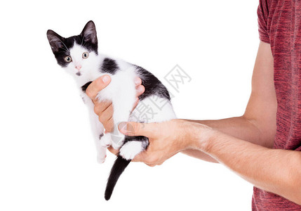 黑白小猫手握着黑白小猫图片