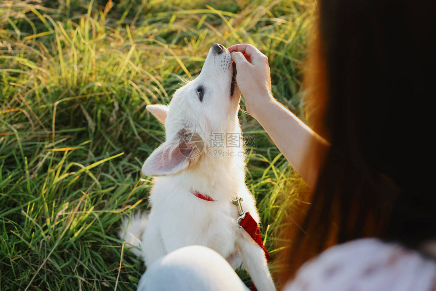 可爱的毛茸的小狗有款待给女孩主人的爪子女人训练可爱的白色小狗在温暖的日落光线下在夏天的草地上表现图片
