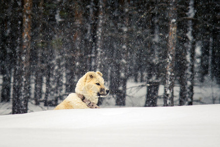 小狗在森林里冬天一只小狗在雪图片