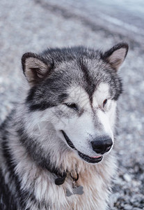 大毛茸的雪橇犬阿拉斯加雪橇犬图片