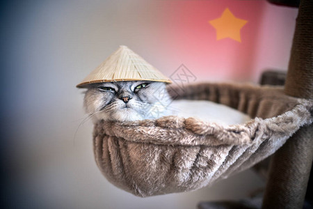 穿着越南小帽子的滑稽小猫躺在猫屋上图片