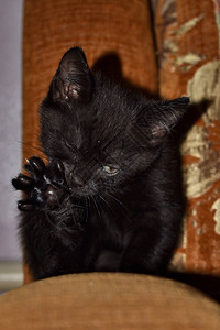 黑色毛茸的小猫在家图片