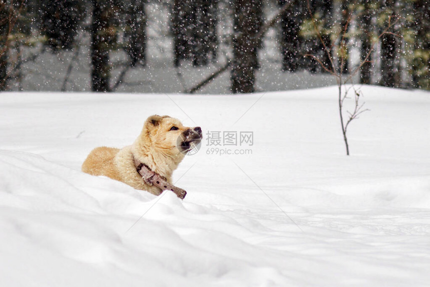 小狗在森林里冬天一只小狗在雪图片