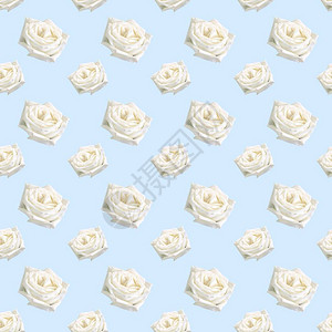 蓝色背景上的白玫瑰花背景图片