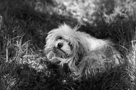 一条狗的黑白照片图片