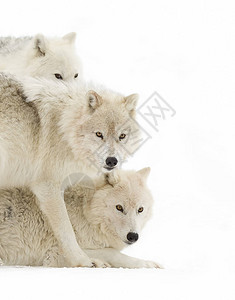 加拿大冬季雪中站立的北极野狼Canislupusa图片
