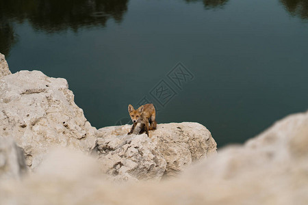 小狐狸在自然界水附近的白石上晒太阳图片