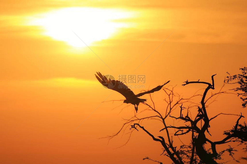日落背景上的白背秃鹰图片