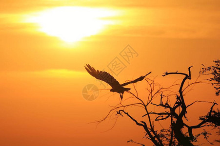 日落背景上的白背秃鹰图片