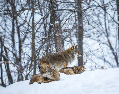 冬季森林草地上的一群野狼图片