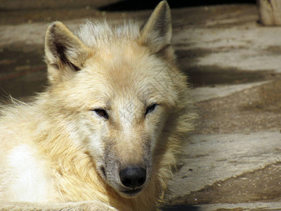 图为野生北极白狼图片